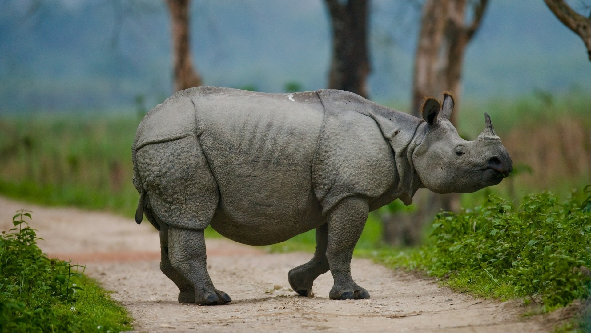 Wild Indian Rhino Numbers Rebound as Poaching Decreases by 86%